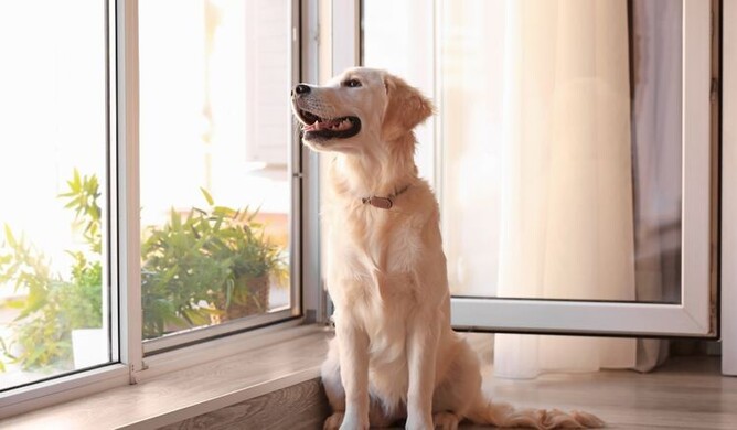 Open window providing ventalation for the dog
